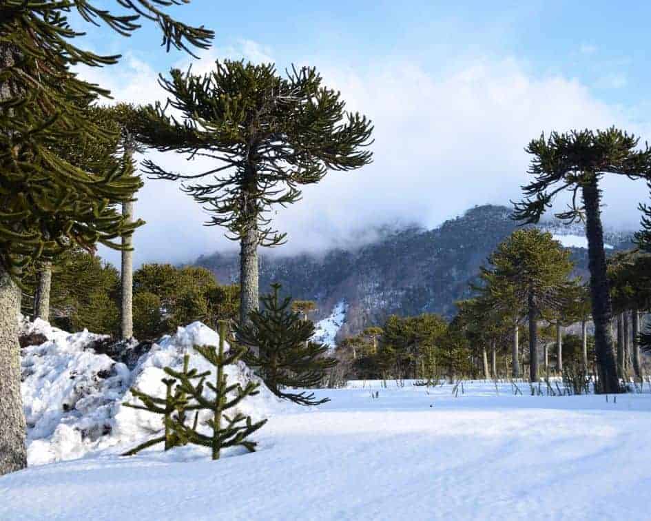 Explorando la Riqueza de la Araucanía Andina: Panoramas Deportivos, para Entusiastas y toda la Familia