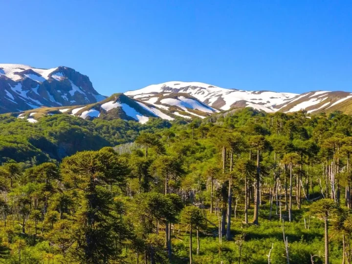 PARQUE-NACIONAL.VILLARRICA-ACCESO-SUR-COÑARIPE-PANGUIPULLI-1 (1)