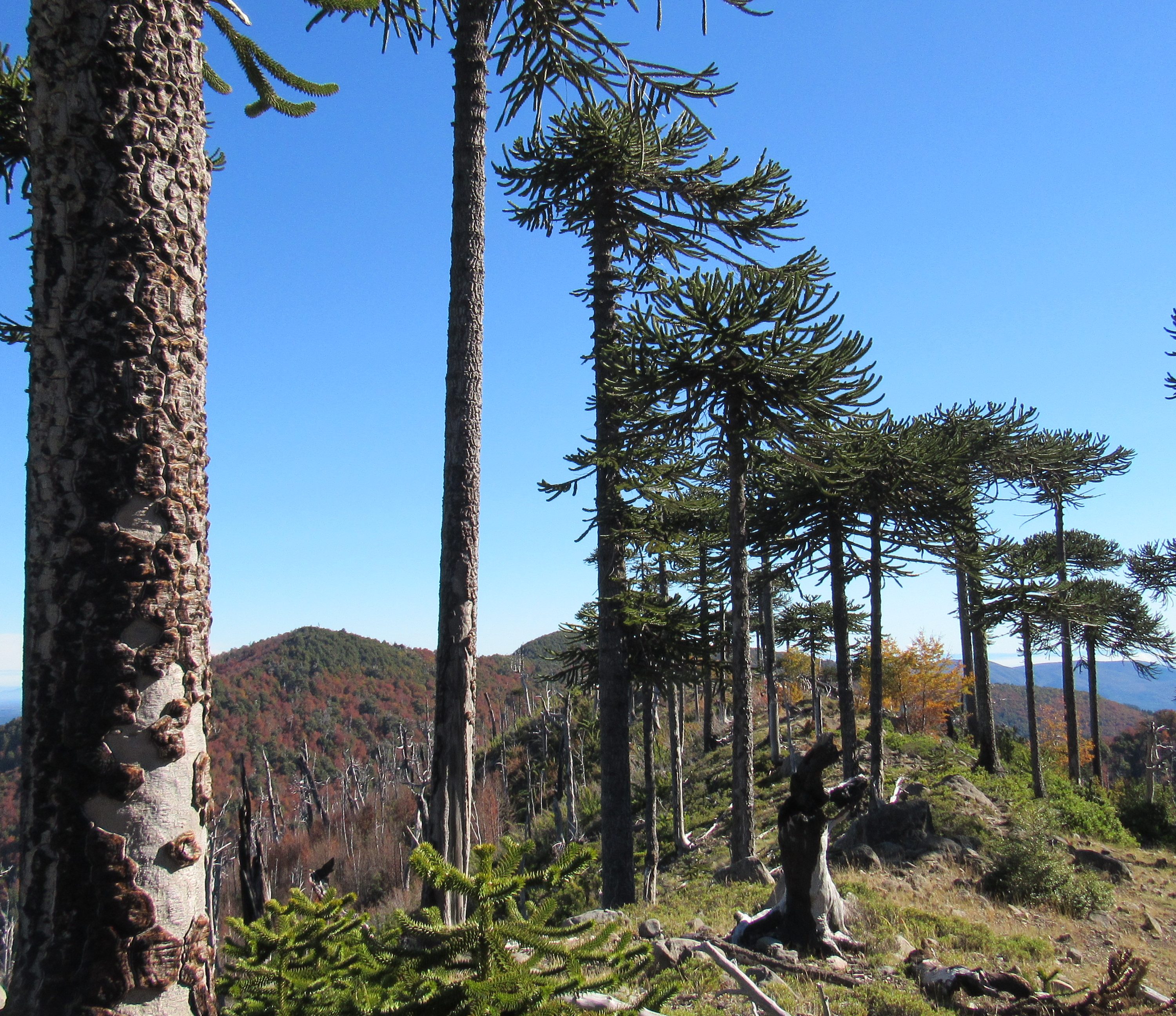 Reserva_Nacional_Malleco (2)