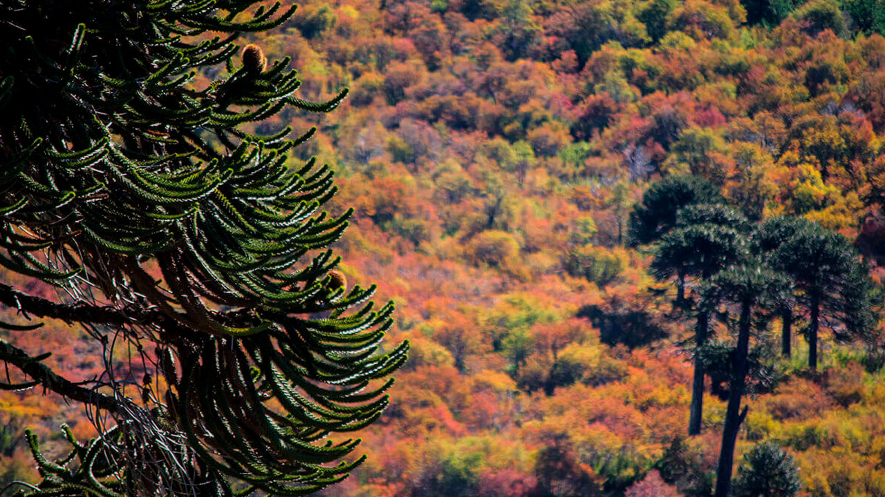 Reserva Nacional Malalcahuello -Nalcas otoño